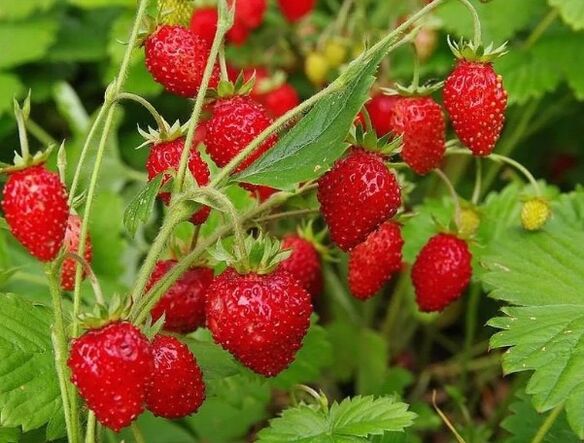 Strawberry berries