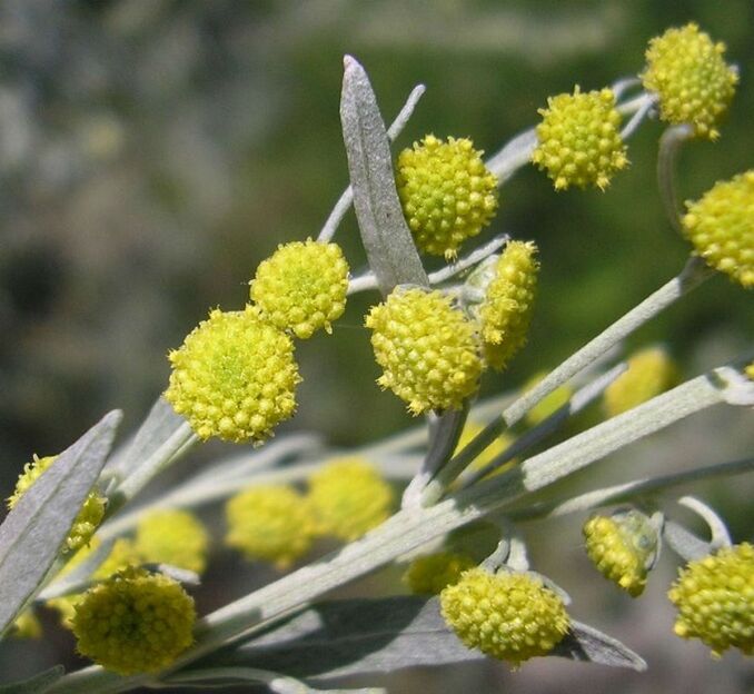 wormwood to eliminate parasites from the body