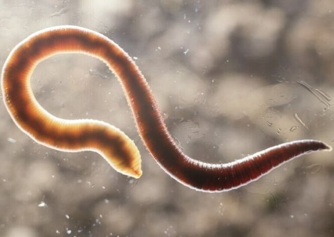 parasitic worm of the human body