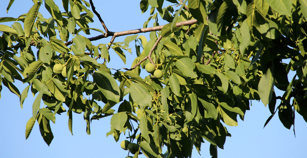 parasites live in nuts