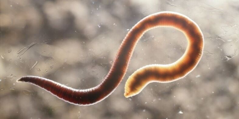 human pinworm worm
