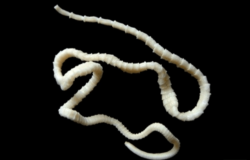 what bovine tapeworm looks like in the human body