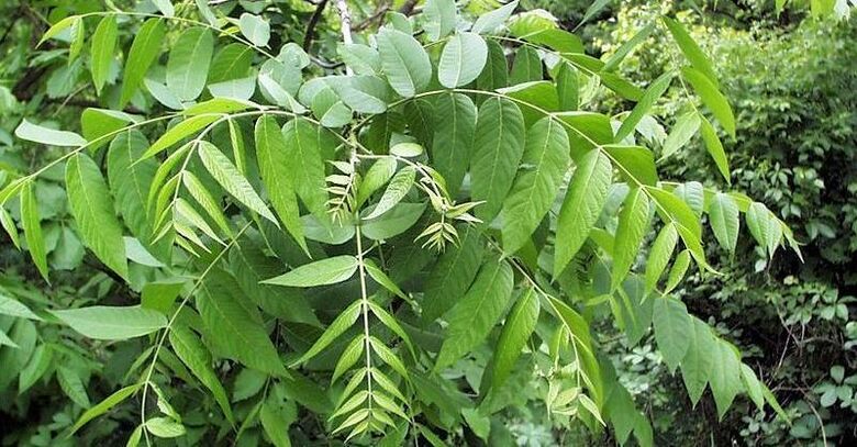 walnut leaves to eliminate pests